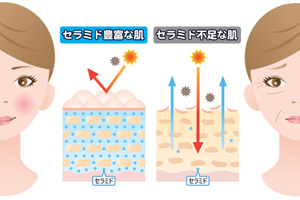 セラミド